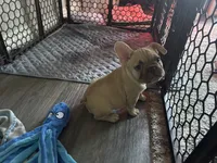 Red, a female French Bulldog for sale in Las Vegas, NV – 2 of 3
