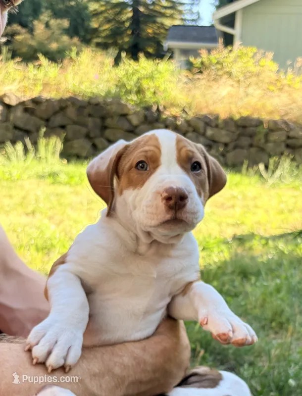 Char – American Pit Bull Terrier puppy for sale in Belfair, WA