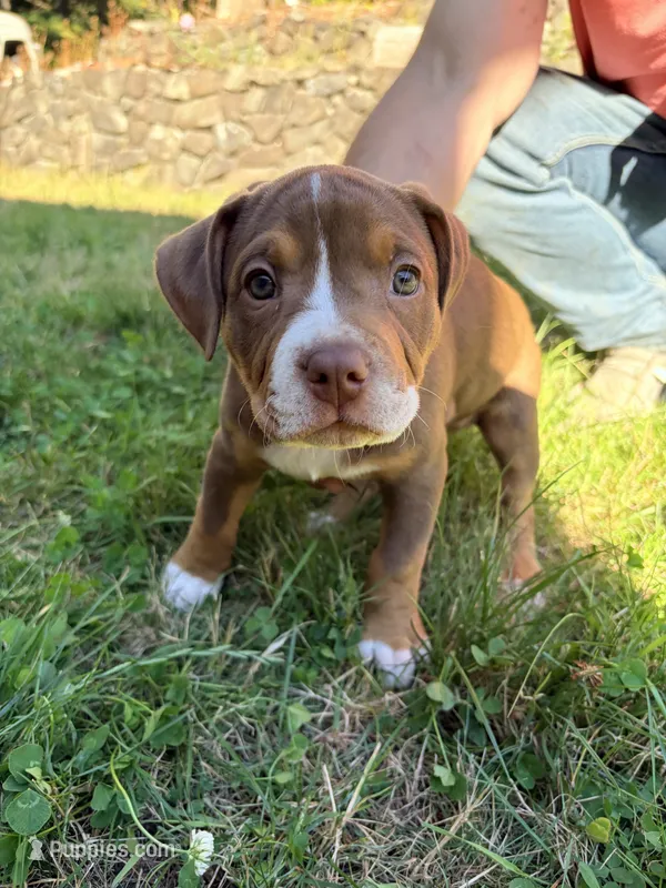 Snickers – American Pit Bull Terrier puppy for sale in Belfair, WA