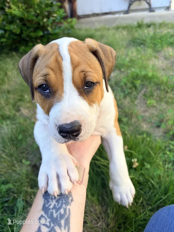 Silver – American Pit Bull Terrier puppy for sale in Belfair, WA