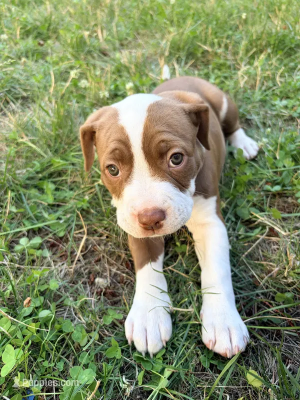Brownie – American Pit Bull Terrier puppy for sale in Belfair, WA