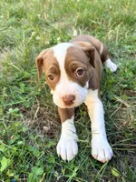 Brownie, a female American Pit Bull Terrier for sale in Belfair, WA – 1 of 1