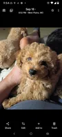Sadie , a female Poodle - Toy  for sale in West Plains, MO – 5 of 5