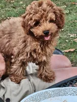 Huxley , a female Poodle - Toy  for sale in West Plains, MO – 2 of 4