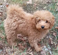 Sadie , a female Poodle - Toy  for sale in West Plains, MO – 4 of 5