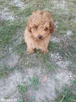 Huxley , a female Poodle - Toy  for sale in West Plains, MO – 3 of 4