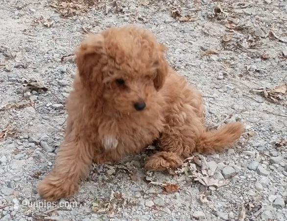 Sadie  – Poodle - Toy  puppy for sale in West Plains, MO