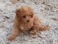 Sadie , a female Poodle - Toy  for sale in West Plains, MO – 1 of 5