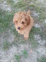 Huxley , a female Poodle - Toy  for sale in West Plains, MO – 4 of 4