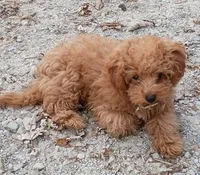 Sadie , a female Poodle - Toy  for sale in West Plains, MO – 2 of 5
