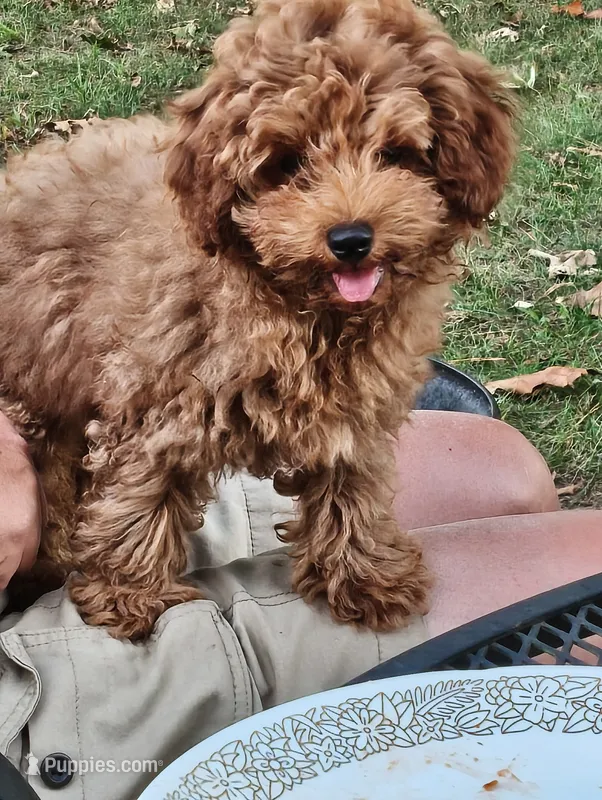 Huxley  – Poodle - Toy  puppy for sale in West Plains, MO