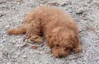 Sadie , a female Poodle - Toy  for sale in West Plains, MO – 3 of 5