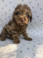 Chocolate, a male Poodle - Toy  for sale in Lithia Springs, GA – Photo 1 of 3