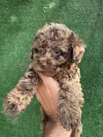 Chocolate, a male Poodle - Toy  for sale in Lithia Springs, GA – Photo 3 of 3