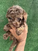 Chocolate, a male Poodle - Toy  for sale in Lithia Springs, GA – Photo 2 of 3