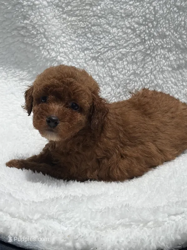 Rojo – Poodle - Toy  puppy for sale in Lithia Springs, GA