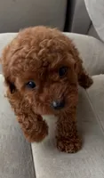 Niña, a female Poodle - Toy  for sale in Lithia Springs, GA – 2 of 3