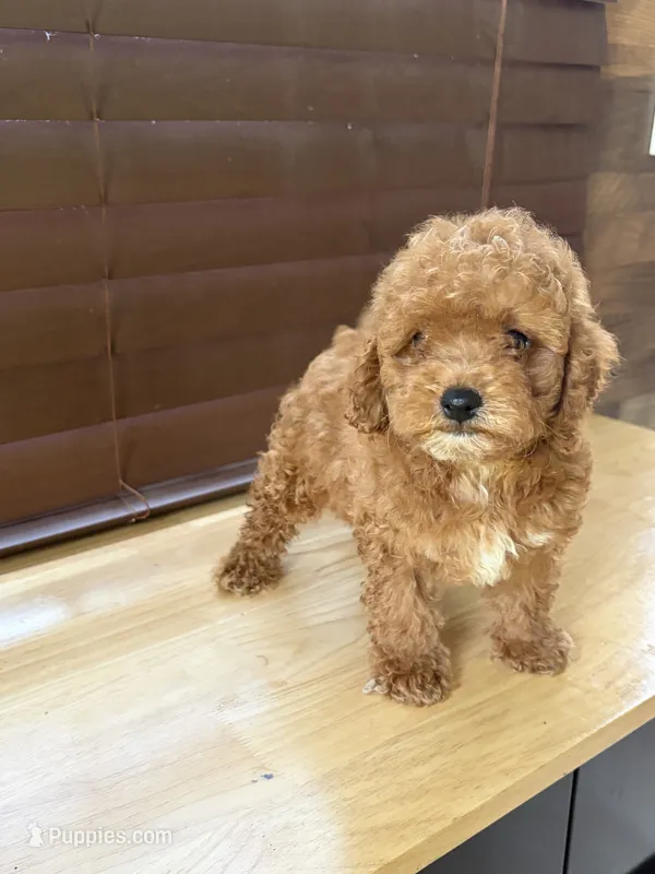 Remy – Poodle - Toy  puppy for sale in Lithia Springs, GA