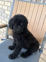 Sombra, a male Poodle - Miniature  for sale in Lithia Springs, GA – 3 of 4