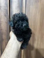 Capu , a female Poodle - Toy  for sale in Lithia Springs, GA – 2 of 4