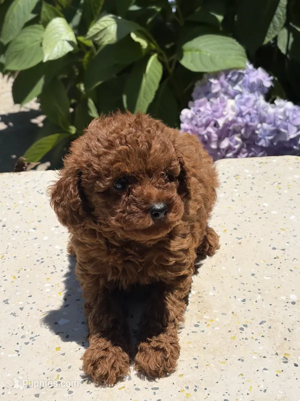 Rojo – Poodle - Toy  puppy for sale in Lithia Springs, GA