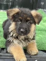 Lobo , a male German Shepherd Dog for sale in Lithia Springs, GA – Photo 2 of 2