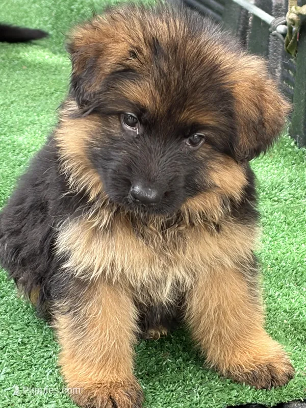 Lobo , a male German Shepherd Dog for sale in Lithia Springs, GA – Photo 1 of 2