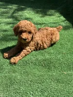 Vengi, a male Poodle - Miniature  for sale in Lithia Springs, GA – 2 of 3