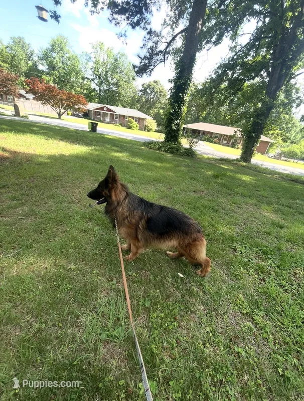 Hershey – German Shepherd Dog puppy for sale in Lithia Springs, GA