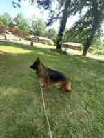 Hershey, a female German Shepherd Dog for sale in Lithia Springs, GA – Photo 1 of 2