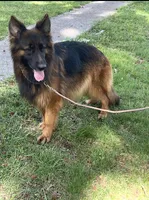 Hershey, a female German Shepherd Dog for sale in Lithia Springs, GA – Photo 2 of 2