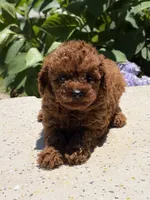 Rojo, a male Poodle - Toy  for sale in Lithia Springs, GA – 2 of 2