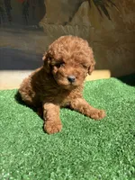 Pepe , a male Poodle - Toy  for sale in Lithia Springs, GA – 2 of 3