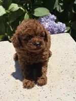 Rojo, a male Poodle - Toy  for sale in Lithia Springs, GA – 2 of 2