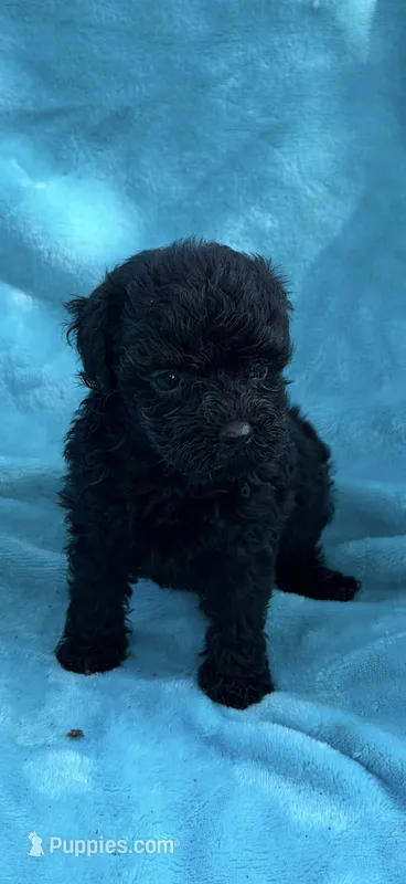 Pepe – Poodle - Toy  puppy for sale in Lithia Springs, GA