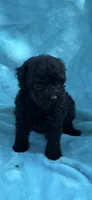 Pepe, a male Poodle - Toy  for sale in Lithia Springs, GA – 1 of 1