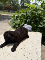 Brawny , a female Poodle - Toy  for sale in Lithia Springs, GA – 3 of 3