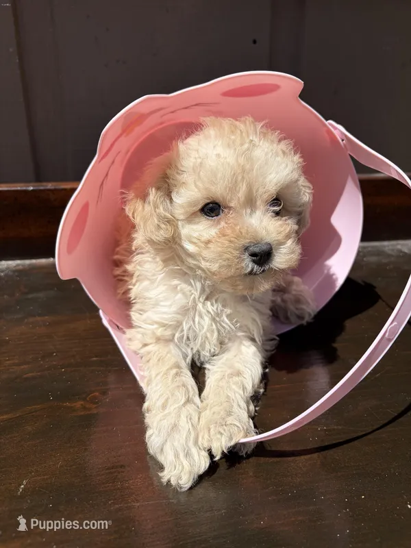 Dolly – Poodle - Toy  puppy for sale in Lithia Springs, GA