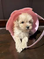 Dolly, a female Poodle - Toy  for sale in Lithia Springs, GA – Photo 1 of 4