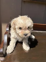 Dolly, a female Poodle - Toy  for sale in Lithia Springs, GA – Photo 4 of 4