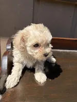 Dolly, a female Poodle - Toy  for sale in Lithia Springs, GA – Photo 3 of 4