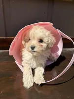 Dolly, a female Poodle - Toy  for sale in Lithia Springs, GA – Photo 2 of 4