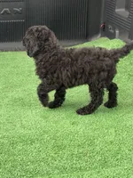 Sombra, a male Poodle - Miniature  for sale in Lithia Springs, GA – 2 of 4