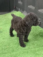 Sombra, a male Poodle - Miniature  for sale in Lithia Springs, GA – 4 of 4