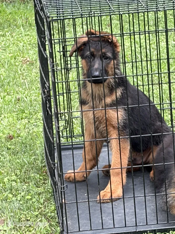 Lobo – German Shepherd Dog puppy for sale in Lithia Springs, GA