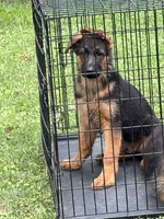 Lobo, a male German Shepherd Dog for sale in Lithia Springs, GA – 1 of 3