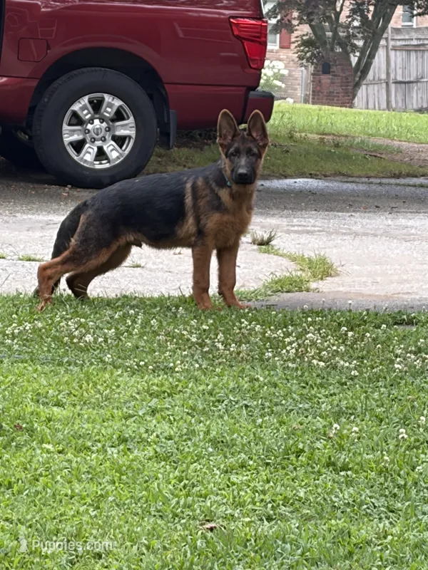 Lobo – German Shepherd Dog puppy for sale in Lithia Springs, GA