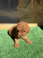Pepe , a male Poodle - Toy  for sale in Lithia Springs, GA – 3 of 3