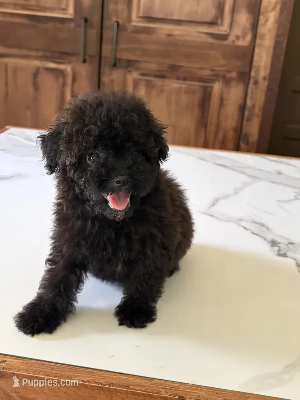Capu  – Poodle - Toy  puppy for sale in Lithia Springs, GA