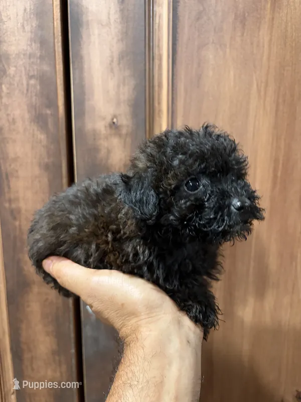 Capu  – Poodle - Toy  puppy for sale in Lithia Springs, GA